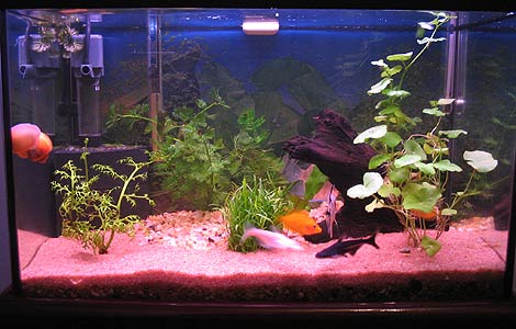 aquario-de-peixes-15