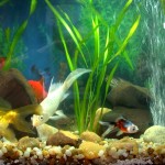 aquario-de-peixes-16
