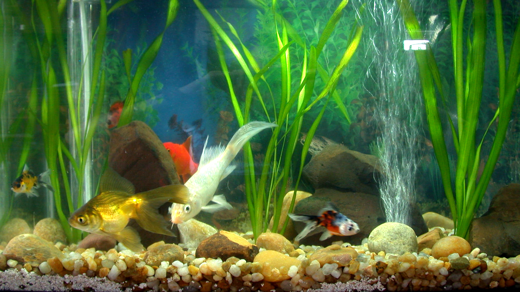 aquario-de-peixes-16