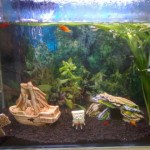 aquario-de-peixes-19