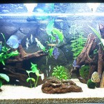 aquario-de-peixes-2