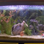 aquario-de-peixes-22