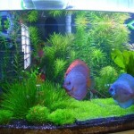 aquario-de-peixes-23