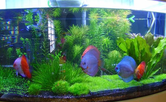 aquario-de-peixes-23