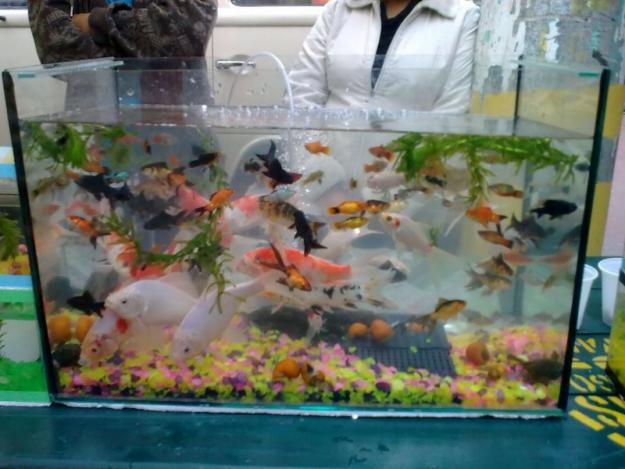 aquario-de-peixes-24