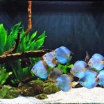 aquario-de-peixes-25