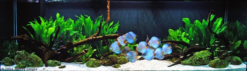 aquario-de-peixes-25