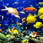 aquario-de-peixes-26