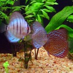 aquario-de-peixes-27