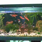 aquario-de-peixes-28