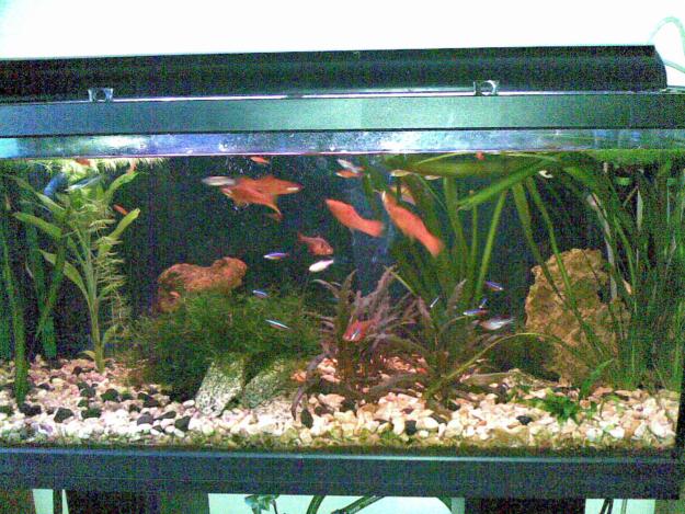 aquario-de-peixes-28