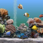 aquario-de-peixes-3
