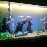aquario-de-peixes-5