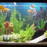 aquario-de-peixes-7
