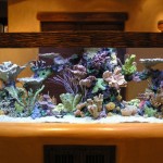 aquario-de-peixes-8