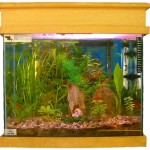 aquario-de-peixes-9