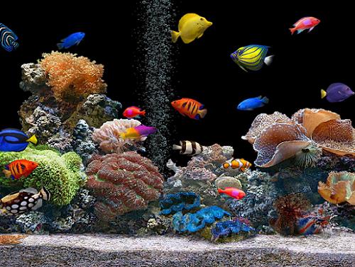 Aquário de peixes