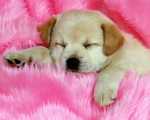 Filhote de Cachorro 