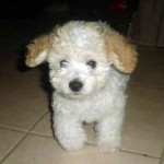 filhotes-de-cachorro-1