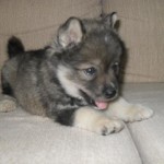 filhotes-de-cachorro-10