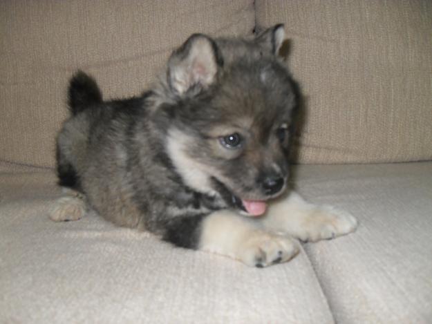 filhotes-de-cachorro-10