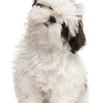 filhotes-de-cachorro-11