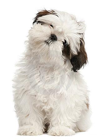 filhotes-de-cachorro-11