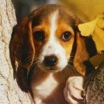 filhotes-de-cachorro-12