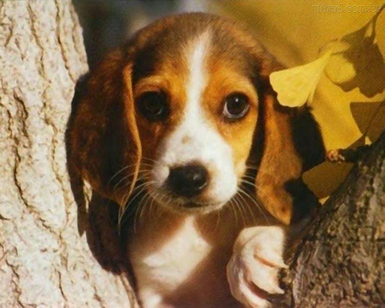 filhotes-de-cachorro-12