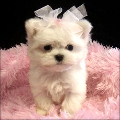 filhotes-de-cachorro-13