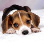 filhotes-de-cachorro-15