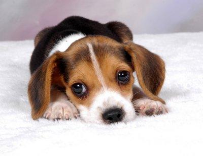 filhotes-de-cachorro-15