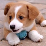 filhotes-de-cachorro-16