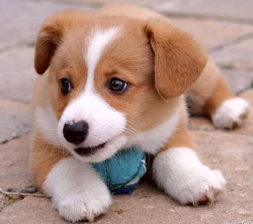 filhotes-de-cachorro-16