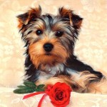 filhotes-de-cachorro-17