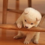 filhotes-de-cachorro-18