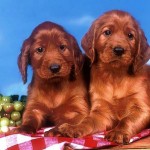 filhotes-de-cachorro-19