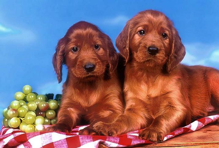 filhotes-de-cachorro-19