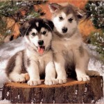 filhotes-de-cachorro-2