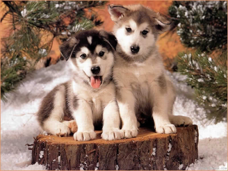filhotes-de-cachorro-2