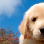 filhotes-de-cachorro-20