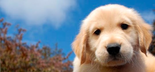 filhotes-de-cachorro-20
