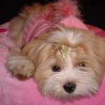 filhotes-de-cachorro-22