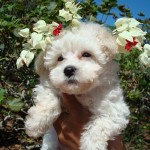filhotes-de-cachorro-23