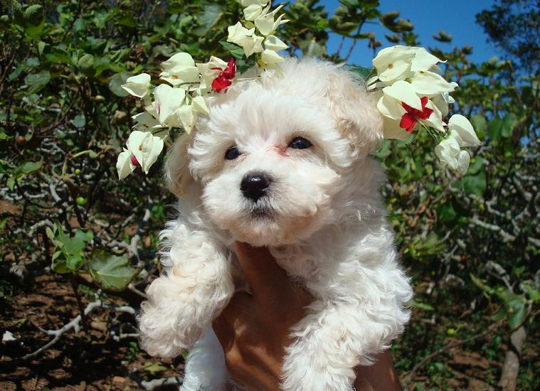 filhotes-de-cachorro-23