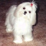 filhotes-de-cachorro-24