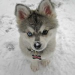 filhotes-de-cachorro-3