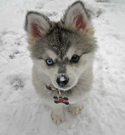 filhotes-de-cachorro-3