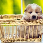 filhotes-de-cachorro-4