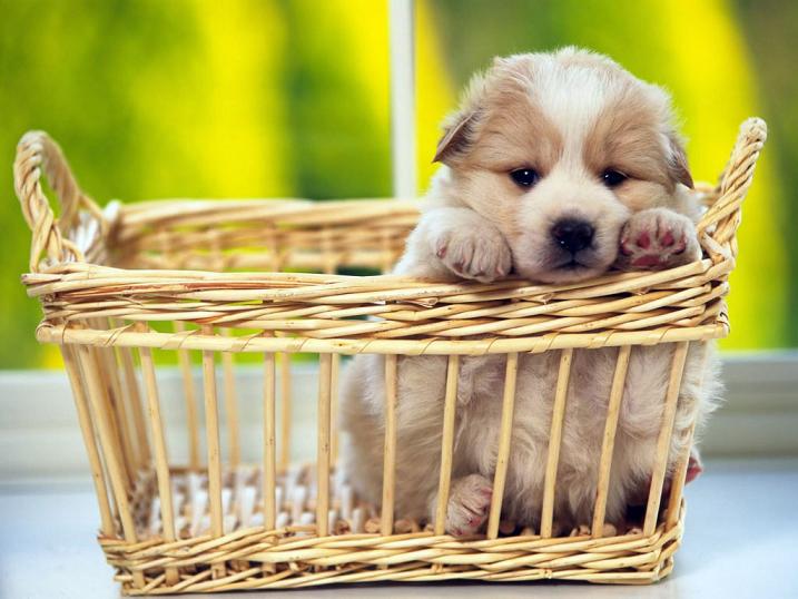 filhotes-de-cachorro-4